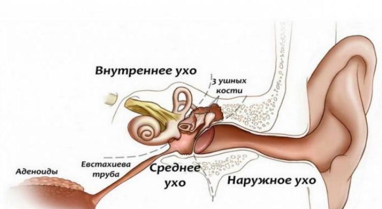 Орган слуха и равновесия